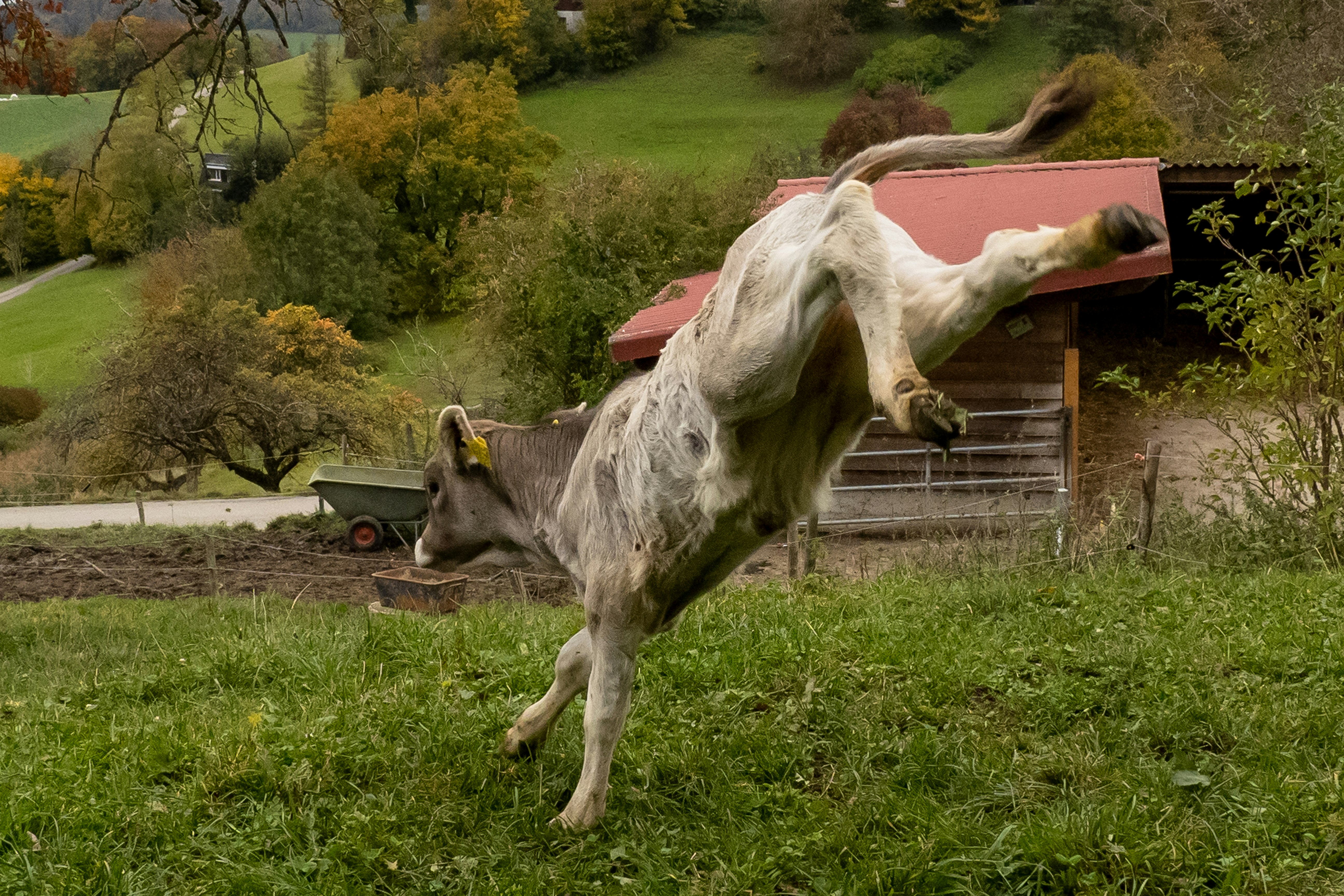 white horse on green grass field during daytime